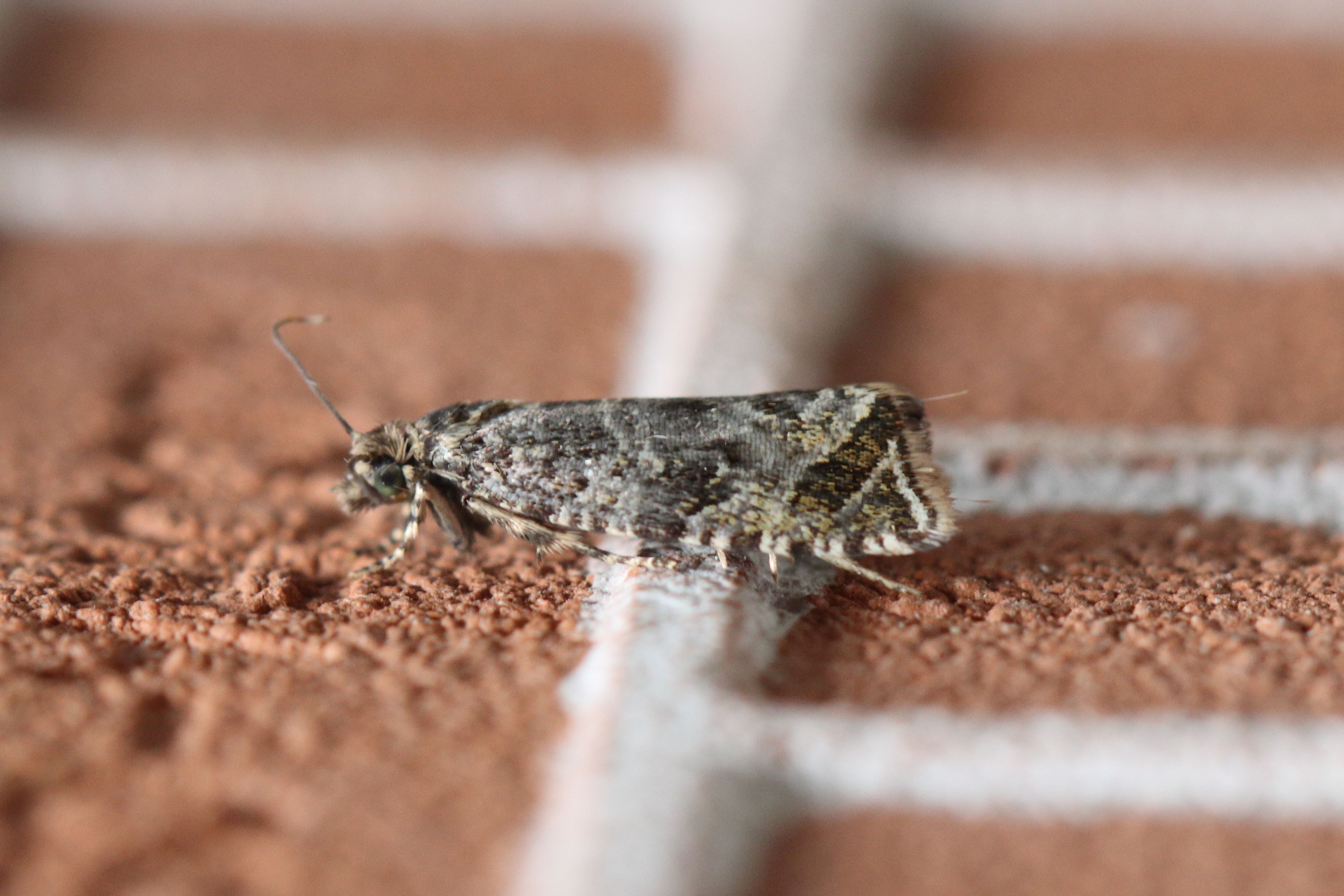 Photo of Silver-striped Marble (Celypha rivulana)